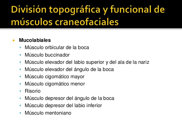 División topográfica y funcional de músculos craneofaciales<br />Mucolabiales<br />Músculo orbicular de la boca<br />Múscu...