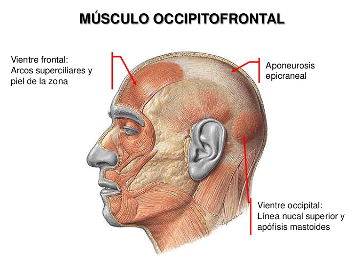 MÚSCULO OCCIPITOFRONTAL<br />Vientre frontal: <br />Arcos superciliares y piel de la zona<br />Aponeurosis epicraneal<br /...