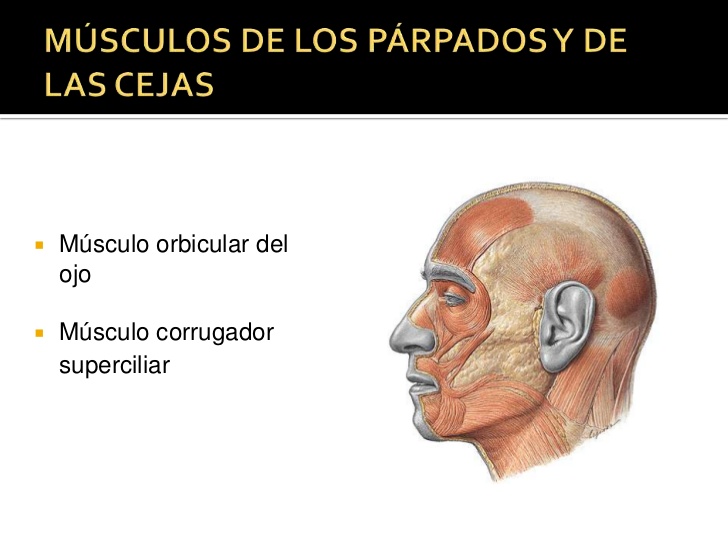 MÚSCULOS DE LOS PÁRPADOS Y DE LAS CEJAS<br />Músculo orbicular del ojo<br />Músculo corrugador superciliar<br />