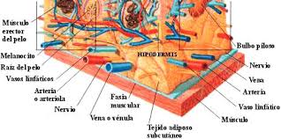 Resultado de imagen de gimolimpo