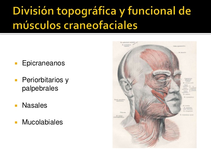 División topográfica y funcional de músculos craneofaciales<br />Epicraneanos<br />Periorbitarios y palpebrales<br />Nasal...