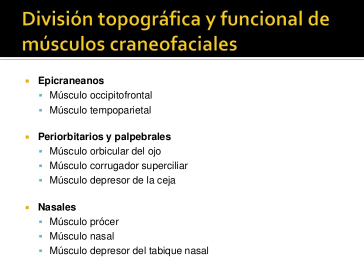 División topográfica y funcional de músculos craneofaciales<br />Epicraneanos<br />Músculo occipitofrontal<br />Músculo te...