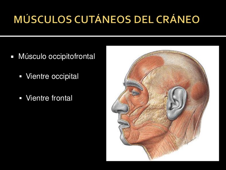 MÚSCULOS CUTÁNEOS DEL CRÁNEO<br />Músculo occipitofrontal<br />Vientre occipital<br />Vientre frontal<br />