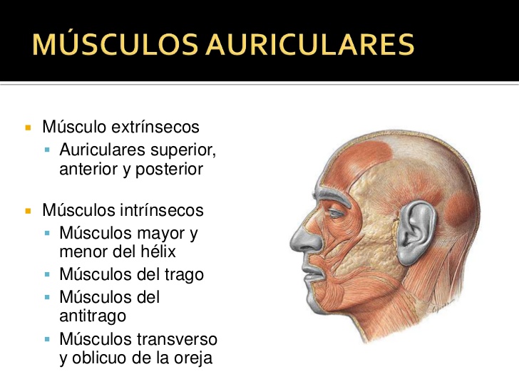 MÚSCULOS AURICULARES<br />Músculo extrínsecos<br />Auriculares superior, anterior y posterior<br />Músculos intrínsecos<br...