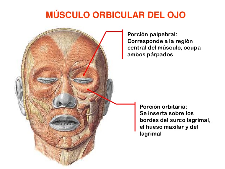 MÚSCULO ORBICULAR DEL OJO<br />Porción palpebral: Corresponde a la región central del músculo, ocupa ambos párpados<br />P...