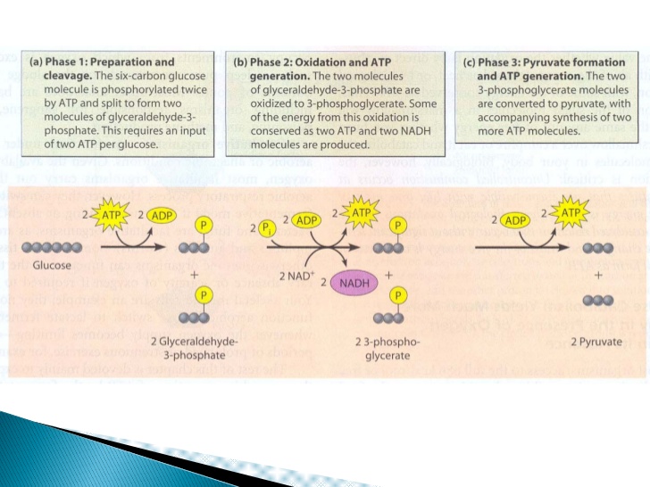 Fase de oxidorreducción-fosforilación
 