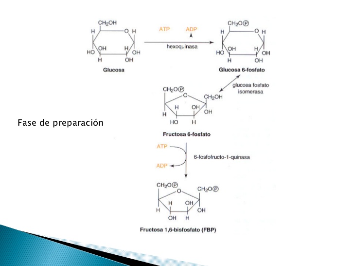 1. Ruta degradativa. D – Glc oxidada a
 piruvato
    2 Rutas
      Ausencia de oxígeno    ->     Reducida a lactato
      ...