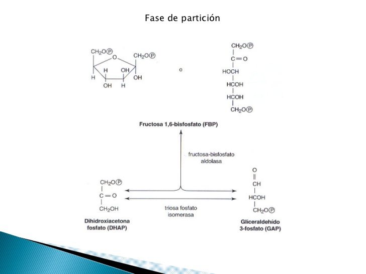 Piruvato                          Lactato
          Varios pasos
          sin balancear       O     O            O2      ...
