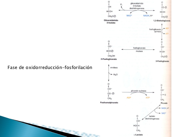 La glicólisis es la ruta preparatoria para el metabolismo
aeróbico de la glucosa
 
