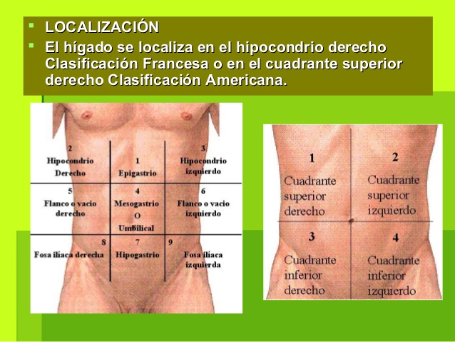  LOCALIZACIÓNLOCALIZACIÓN
 El hígado se localiza en el hipocondrio derechoEl hígado se localiza en el hipocondrio derech...