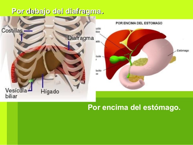 Por debajo del diafragmaPor debajo del diafragma..
Por encima del estómago.
 