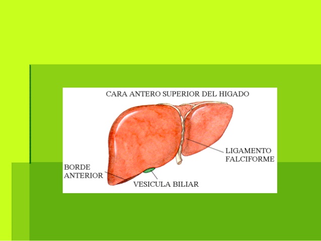 Presenta dos carasPresenta dos caras
 La cara anterosuperior.La cara anterosuperior.
 La cara posteroinferior.La cara po...