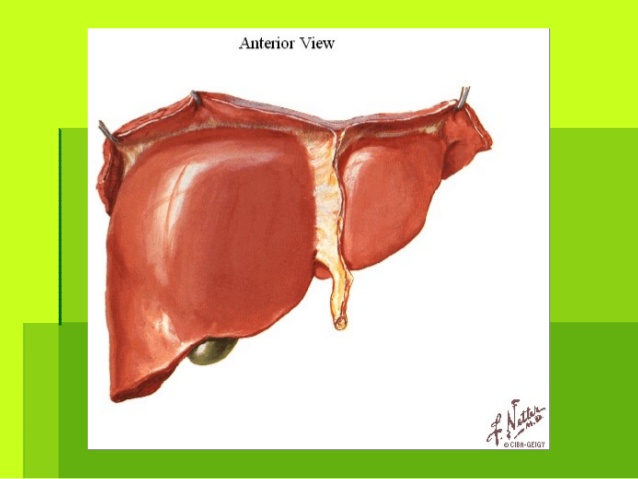  El lóbulo cuadrado está separado del lóbuloEl lóbulo cuadrado está separado del lóbulo
caudado, por la Cisura Biliar, ll...