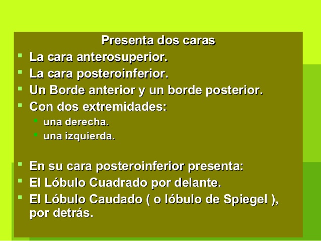  MEDIOS DE FIJACIÓN: Es importanteMEDIOS DE FIJACIÓN: Es importante
conocerlos, para la cirugía hepática yconocerlos, par...