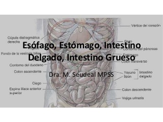 Esófago, Estómago, I. delgado y grueso