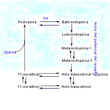 S�ntesis rodopsina