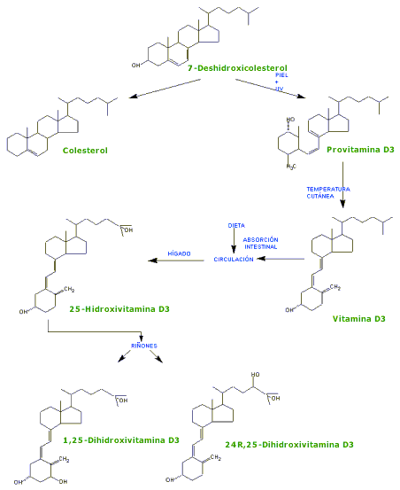 Producci�n vitamina D